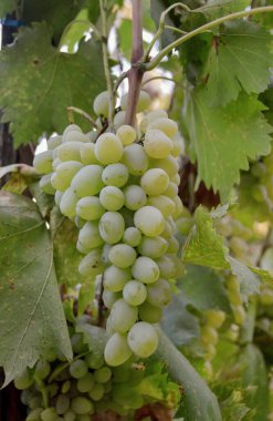 Güneş ışığının altındaki bir dalda bir demet yeşil üzüm. Seçici odak