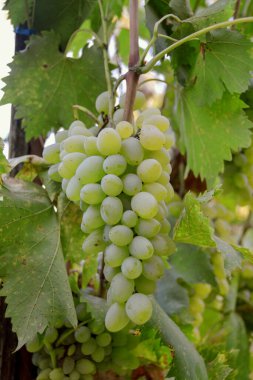 Güneş ışığının altındaki bir dalda bir demet yeşil üzüm. Seçici odak