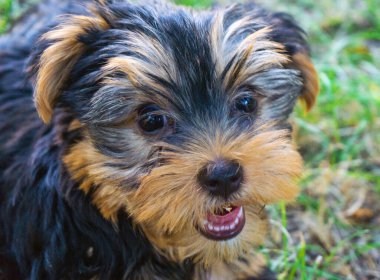 Küçük tüylü köpek - Yorkshire Teriyeri