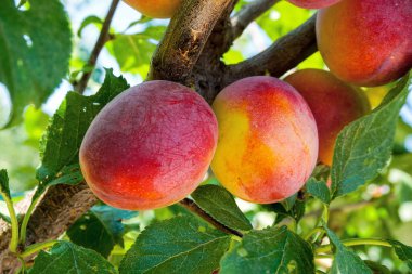 Kiraz eriği, myrobalan arka planı yeşil yapraklar ve mavi gökyüzü