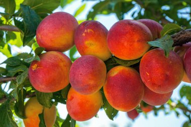 Kiraz eriği, myrobalan arka planı yeşil yapraklar ve mavi gökyüzü