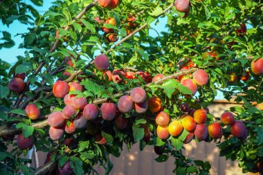 Kiraz eriği, myrobalan arka planı yeşil yapraklar ve mavi gökyüzü