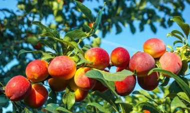 Kiraz eriği, myrobalan arka planı yeşil yapraklar ve mavi gökyüzü