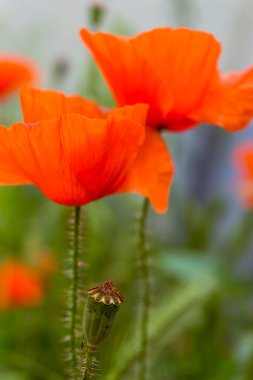 Kırmızı gelincikli taze yaz tarlası
