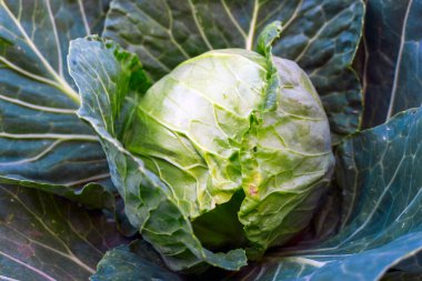Organik sebze bahçesinde büyüyen bir lahana başı.