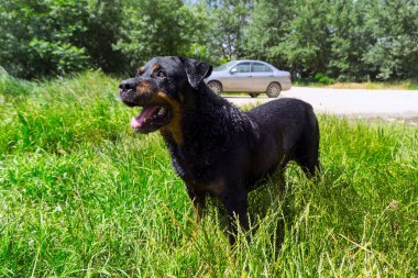 Büyük siyah ıslak köpek - yeşil çimlerde rottweiler