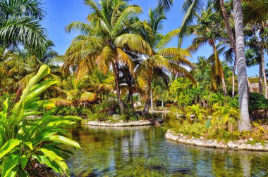 Punta Cana, Dominik Cumhuriyeti - 25 Mart 2010: Punta Cana 'da Hotel Catalonia Royal Bavaro Bölgesi, Göl ve Palmiye ağaçları