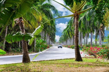 Punta Cana, Dominik Cumhuriyeti 'ndeki pitoresk asfalt yol.