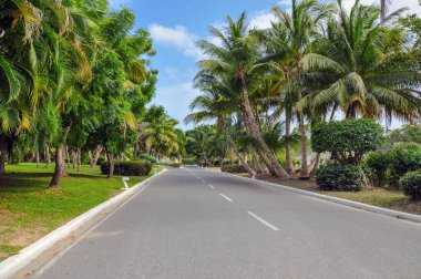 Punta Cana, Dominik Cumhuriyeti 'ndeki pitoresk asfalt yol.