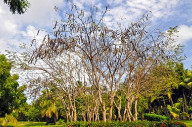 Dominik Cumhuriyeti 'nde büyük kuru akasya ağacı