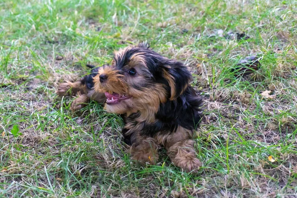 Kis Bolyhos Kiskutya Yorkshire Terrier — Stock Fotó