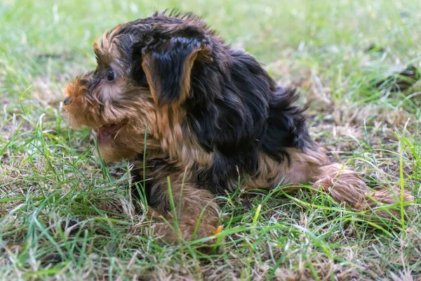 Kis Bolyhos Kiskutya Yorkshire Terrier — Stock Fotó