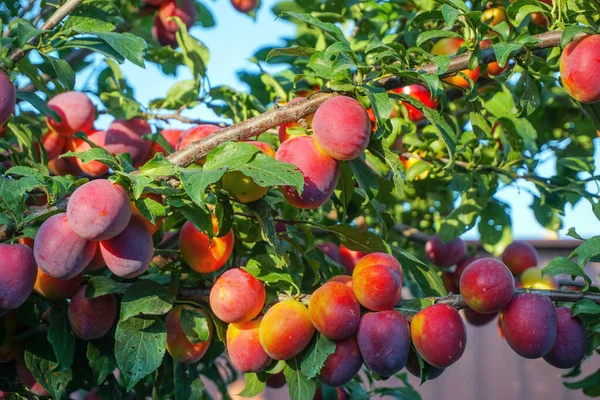 Kiraz eriği, myrobalan arka planı yeşil yapraklar ve mavi gökyüzü