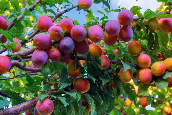 Kiraz eriği, myrobalan arka planı yeşil yapraklar ve mavi gökyüzü