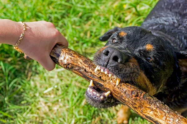 Rottweiler很生气 他想拿起一根棍子 — 图库照片