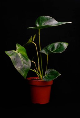 Anthurium, Araceae familyasının en büyük türü.