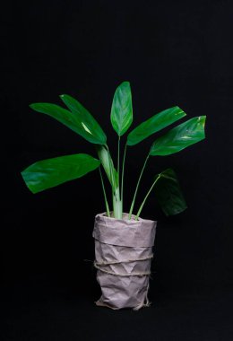 Lubbers Calathea kapalı alan çiçeği