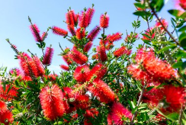 Callistemon, Myrtle familyasından bir çalılık cinsidir.