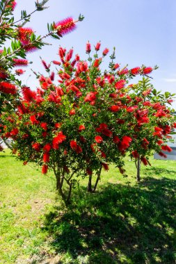 Callistemon, Myrtle familyasından bir çalılık cinsidir.