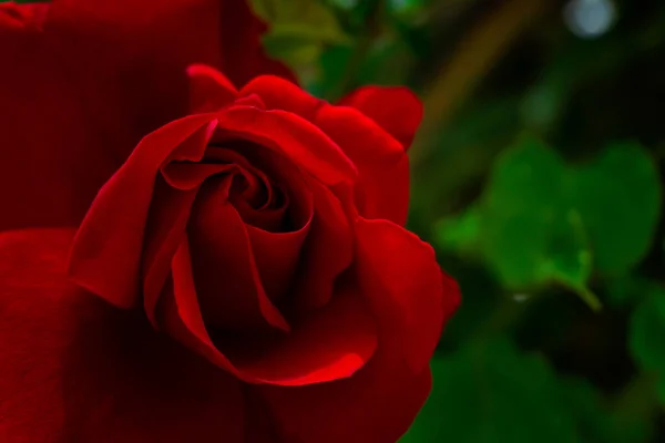 Rote Rose Mit Grünen Blättern — Stockfoto