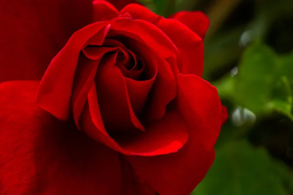 Red Rose Green Leaves — Stock Photo, Image