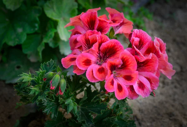 Hermoso Geranio Rosa Jardín — Foto de Stock