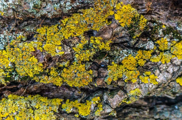 Moss Covered Oak Tree Bark Texture Closeup — Stock Photo, Image