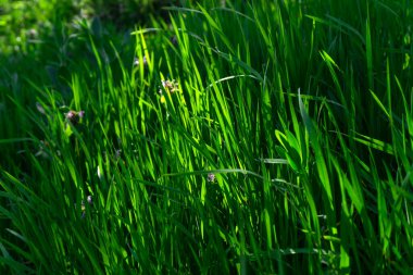 Yeşil çimen arka plan, doğa dokusu, yakın plan.