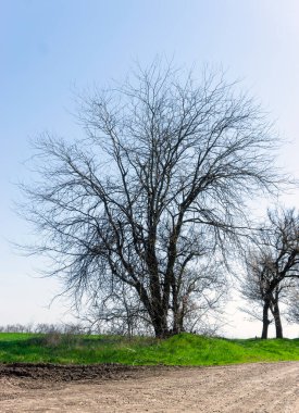 Yeşil çimen tepesinde büyüyen çıplak ağaç.