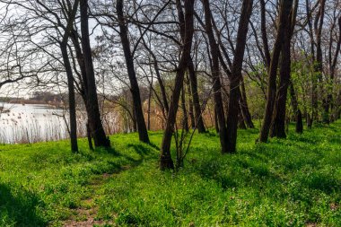 Nehir kıyısındaki bahar ormanı: yeşil çimenler ve çıplak ağaçlar
