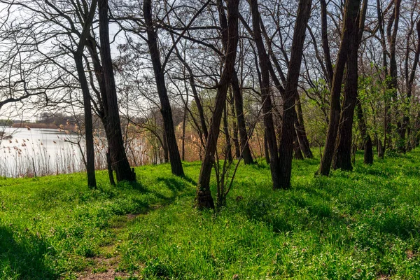 Nehir kıyısındaki bahar ormanı: yeşil çimenler ve çıplak ağaçlar