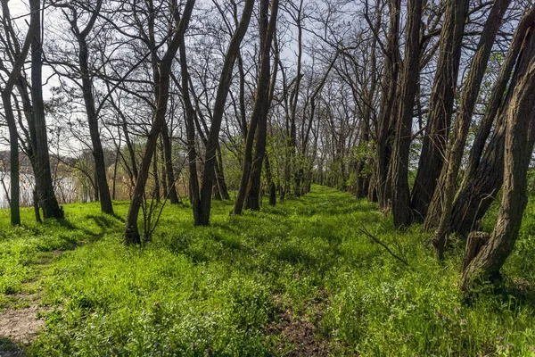 Jarní Les Břehu Řeky Zelená Tráva Holé Stromy — Stock fotografie