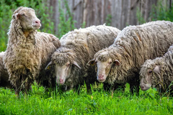 Köyün yakınındaki çimlerde otlayan koyun sürüsü.