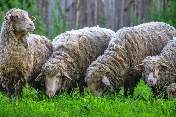 Köyün yakınındaki çimlerde otlayan koyun sürüsü.