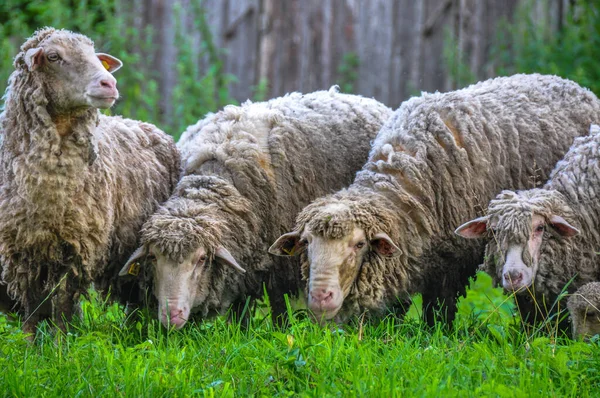 Köyün yakınındaki çimlerde otlayan koyun sürüsü.