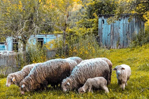 Vida Rural Russa Casas Fazenda Com Prados Ovelhas — Fotografia de Stock