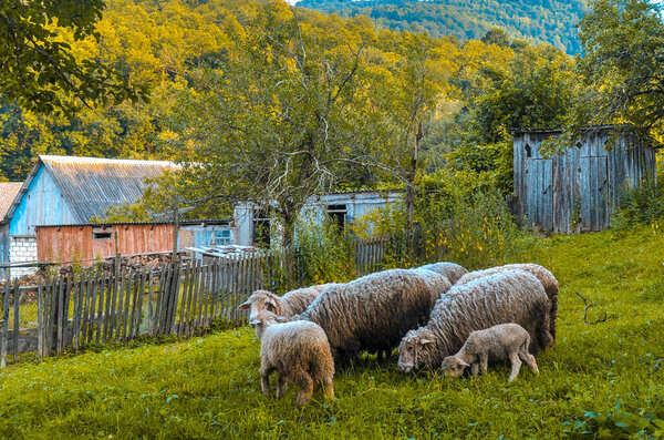 Сельская жизнь в России, фермерские дома с лугами и овцами