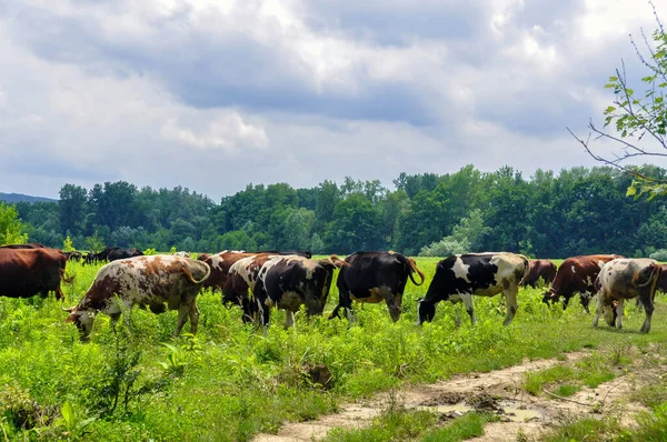 Bir grup inek yeşil çimlerde otluyor.