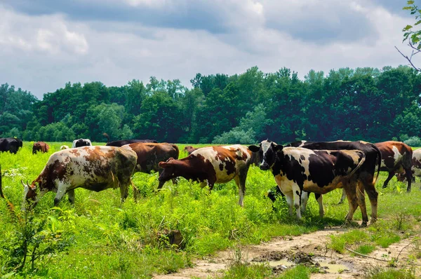 Bir grup inek yeşil çimlerde otluyor.