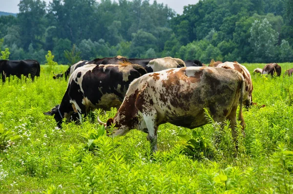 Bir grup inek yeşil çimlerde otluyor.