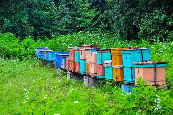 Bee hives in a forest farm Guamka Krasnodar region