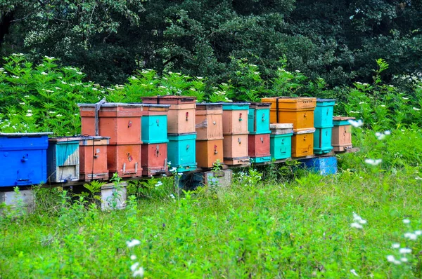 Ruches Abeilles Dans Une Ferme Forestière Région Guamka Krasnodar — Photo