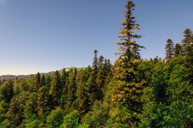 Kafkasya Dağları eteklerindeki dağ ormanı manzarası, Adygea, Rusya