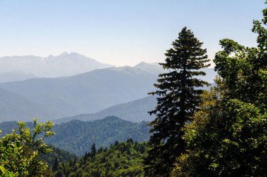 Kafkasya Dağları eteklerindeki dağ ormanı manzarası, Adygea, Rusya