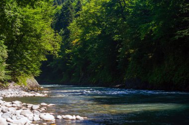 Vahşi Yaşam Kafkas Dağları, Hızlı Dağ Nehri ve Yoğun Ormanlar