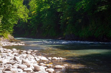 Vahşi Yaşam Kafkas Dağları, Hızlı Dağ Nehri ve Yoğun Ormanlar