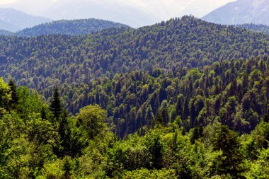 Kafkasya Dağları eteklerindeki dağ ormanı manzarası, Adygea, Rusya