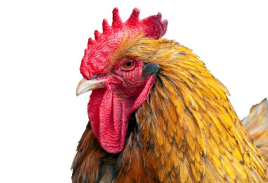 Beyaz arka planda parlak bir rengi olan güzel bir horoz portresi.