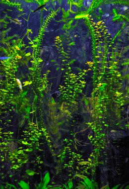 Güzel yosun. Arkaplan olarak kullanılabilir.