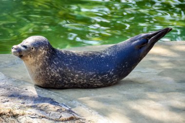 Genç fokların güneşlenmeleri rıhtımda.